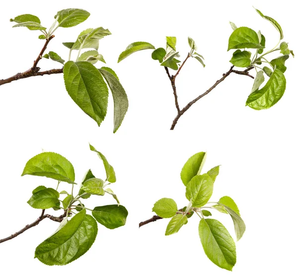 Apfelbaumzweig Mit Grünen Blättern Auf Weißem Hintergrund Set Kollektion — Stockfoto
