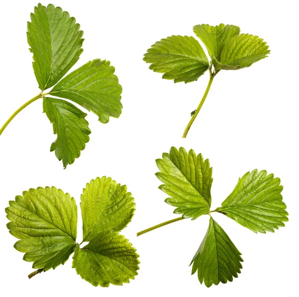 Beyaz arka planda taze çilek filizi. set, koleksiyon