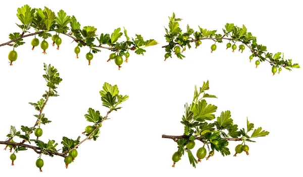 Gooseberry Bush Branch Green Leaves Berries White Background Set Collection — Stock Photo, Image