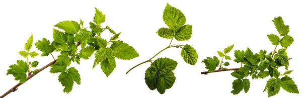 Brote Verde Arbusto Frambuesa Sobre Fondo Blanco Conjunto Colección — Foto de Stock