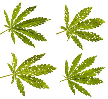 Beyaz arka planda yeşil kenevir yaprakları. set, koleksiyon