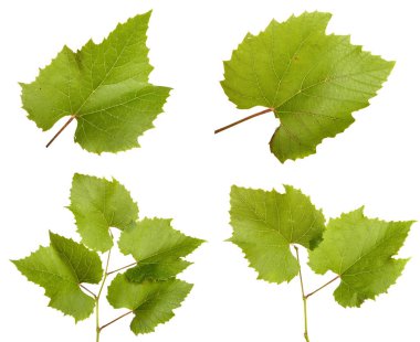 Beyaz arka planda yeşil asma yaprakları. set, koleksiyon