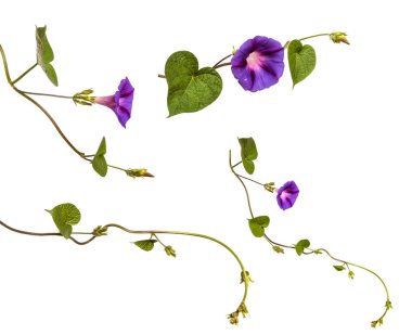 Beyaz arka planda çiçek açan mor sabah zaferi. set, koleksiyon