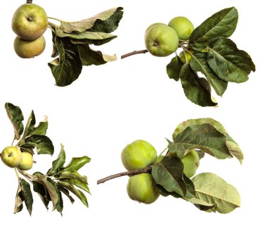 Beyaz arka plandaki bir dalda yeşil olgunlaşmamış elmalar. set, koleksiyon