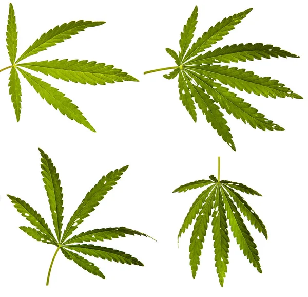 Gröna Cannabisblad Vit Bakgrund Set Insamling — Stockfoto