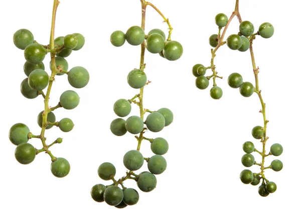 Зелений Букет Круглих Винограду Білому Тлі Набір Збірка — стокове фото