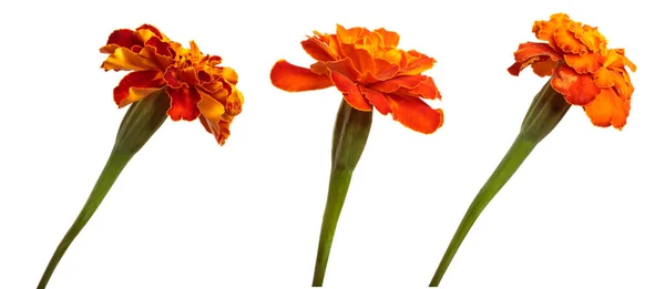 Bunga Marigold Jeruk Mekar Pada Latar Belakang Putih Set Kumpulan — Stok Foto
