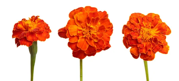 Bunga Marigold Jeruk Mekar Pada Latar Belakang Putih Set Kumpulan — Stok Foto