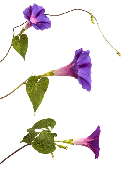 Floreciente Mañana Púrpura Gloria Sobre Fondo Blanco Conjunto Colección — Foto de Stock