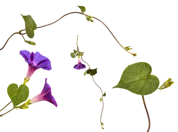 Floreciente Mañana Púrpura Gloria Sobre Fondo Blanco Conjunto Colección — Foto de Stock