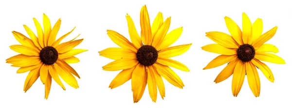 Kwitnący Żółty Kwiat Białym Tle Zestaw Kolekcja — Zdjęcie stockowe