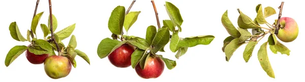 Ripe Juicy Apples Branch White Background Set Collection — Stock Photo, Image