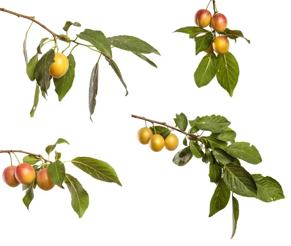 Cseresznye Szilva Gyümölcs Egy Ágon Fehér Alapon Készlet Gyűjtemény — Stock Fotó