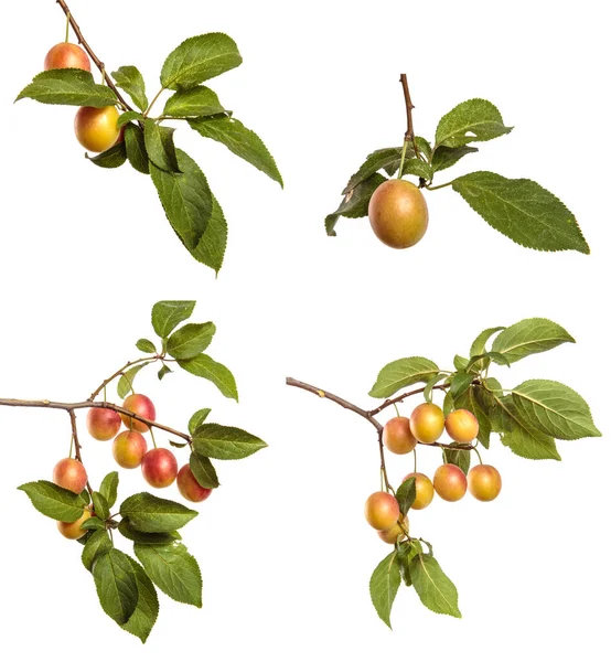Cherry Plum Fruit Branch White Background Set Collection — Stock Photo, Image