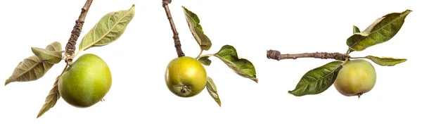 Manzanas Verdes Inmaduras Una Rama Sobre Fondo Blanco Conjunto Colección — Foto de Stock