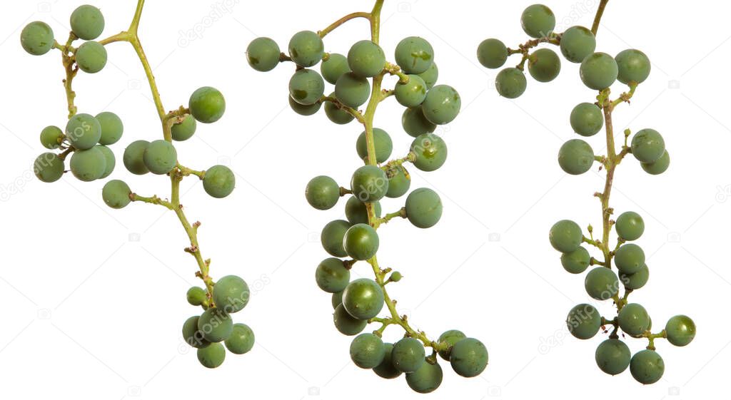 green bunch of round grapes on white background. set, collection