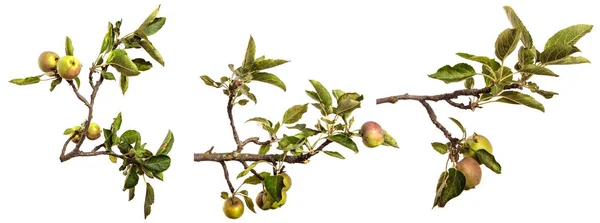 Ώριμα Ζουμερά Μήλα Ένα Κλαδί Λευκό Φόντο Set Συλλογή — Φωτογραφία Αρχείου
