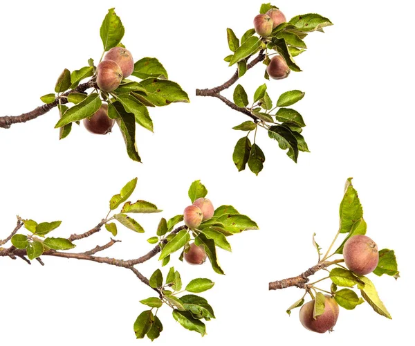 白い背景に枝に熟したジューシーなリンゴ セットコレクション — ストック写真