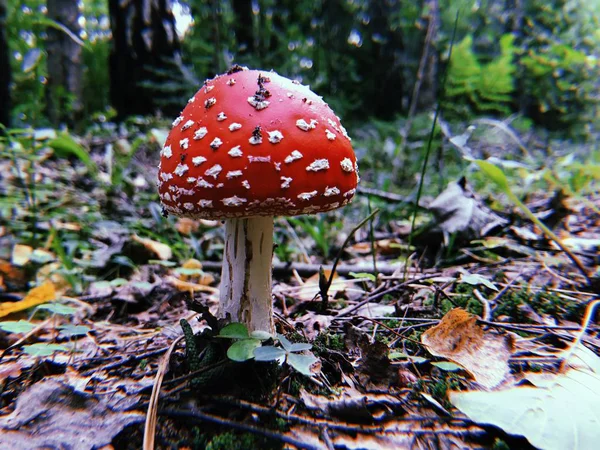 Mouche Agarique Dans Forêt — Photo