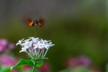 Mariposa Beija-flor em movimento.