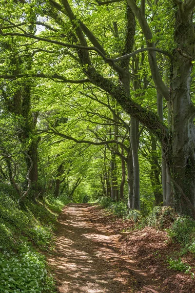 Sendero Arbolado Cerca Bath Inglaterra Parte Del Camino Fosse Que —  Fotos de Stock