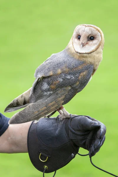 A Rescued Barn Owl Perched on a Falconry Glove — Stock Photo, Image