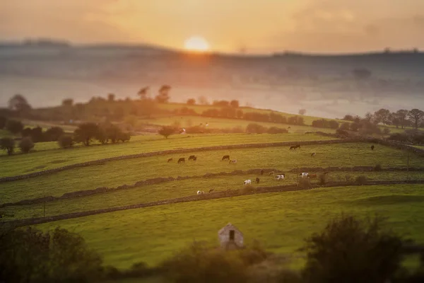 Αγελάδες Που Βόσκουν Στο Ηλιοβασίλεμα Στο Derbyshire Tilt Shift Εστίαση — Φωτογραφία Αρχείου