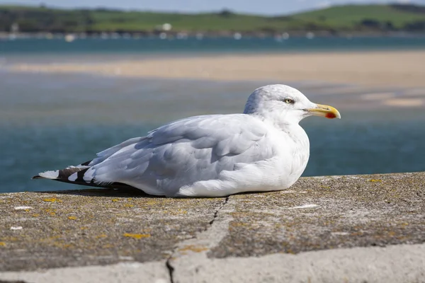 Adult Herring Gull Sitting Sea Wall Padstow Cornwall England — Stock Photo, Image