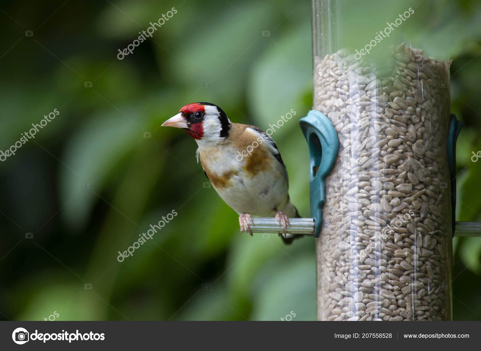 Garden Bird Identification Chart Download