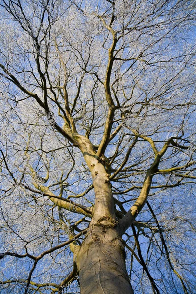 Χειμωνιάτικο Δέντρο Οξιάς Που Καλύπτονται Από Τον Παγετό Και Τον — Φωτογραφία Αρχείου