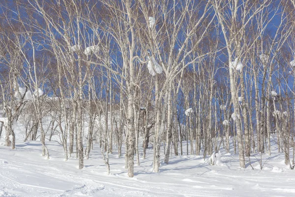 Silberne Birken Mit Großen Schneehaufen Zwischen Den Ästen — Stockfoto