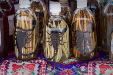 large scorpions pickled in a strong home brewed for sale by the mekong river in luang prabang clipart