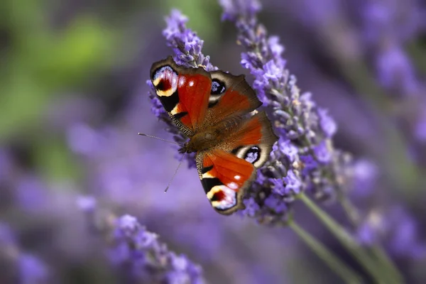 라벤더에 공작 나비 — 스톡 사진