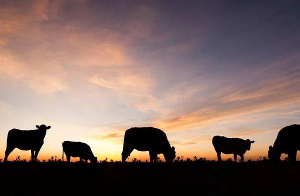 Sylwetki krowy na zachodzie słońca — Zdjęcie stockowe