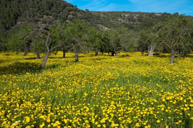 Mallorca, Baleares bahar süre boyunca sarı çiçekli alanları