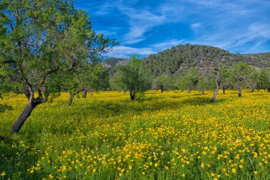 Mallorca, Baleares bahar süre boyunca sarı çiçekli alanları