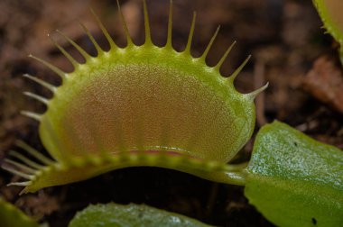 Dionaea muscipula açık sinek kapanına yakın çekim