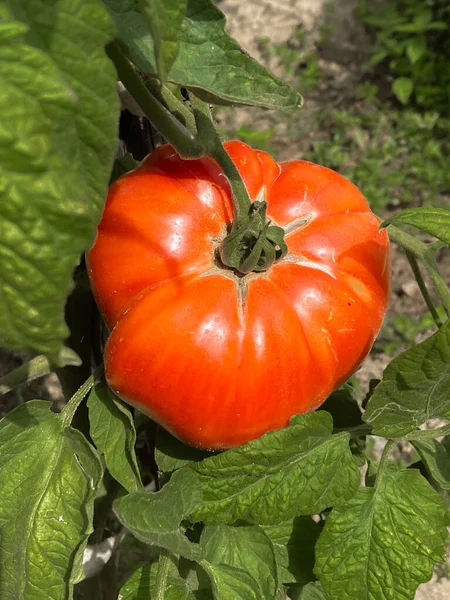 赤巨人ビーフステーキ有機トマトの植物 — ストック写真