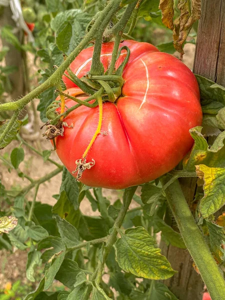 Rośliny czerwonych pomidorów organicznych giganta wołowego — Zdjęcie stockowe