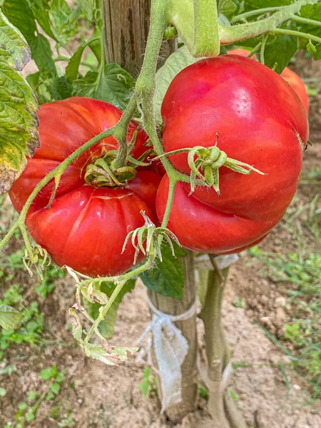 Rośliny czerwonych pomidorów organicznych giganta wołowego — Zdjęcie stockowe