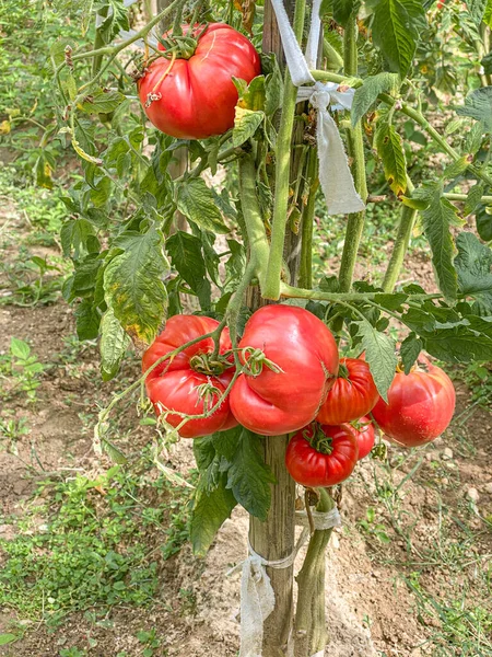 Kırmızı dev biftekli organik domates bitkileri — Stok fotoğraf