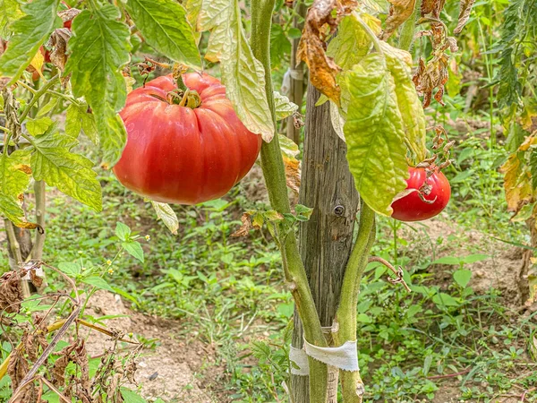 赤巨人ビーフステーキ有機トマトの植物 — ストック写真