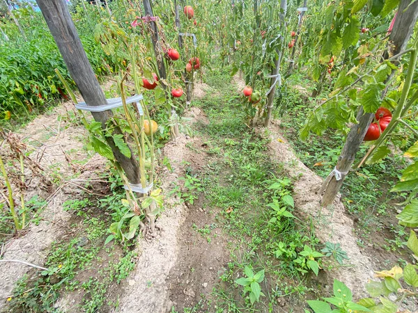 Plantas de bistec gigante rojo tomates orgánicos —  Fotos de Stock