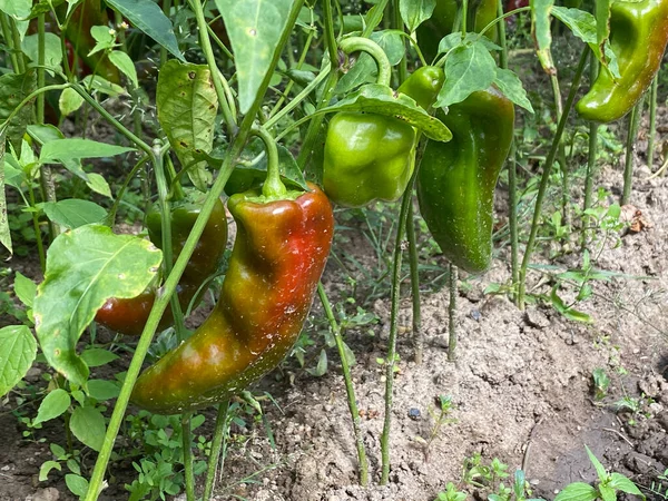 赤と緑の有機甘いピーマンの植物 — ストック写真