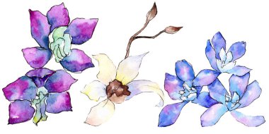 Mor ve beyaz orkide çiçekleri beyaz izole. Suluboya arka plan illüstrasyon. Çizilmiş aquarelle çiçekler teslim.