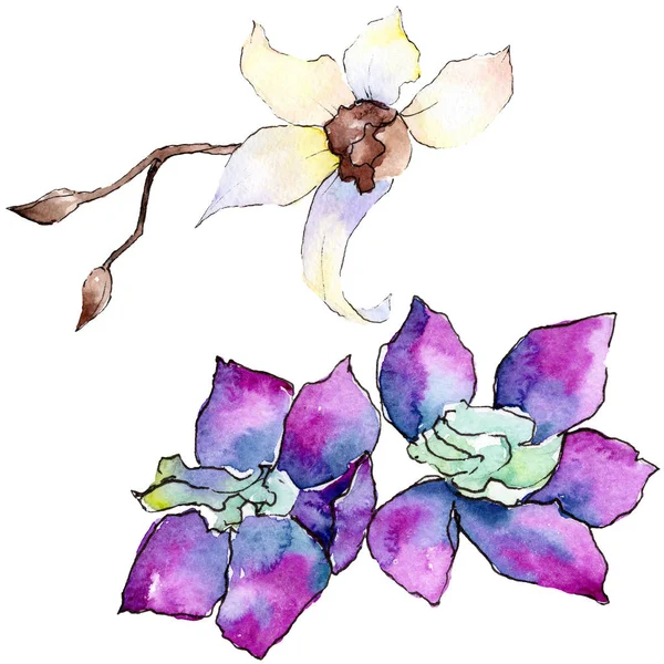 Fiori Orchidea Viola Bianchi Isolati Bianco Illustrazione Acquerello Sfondo Fiori — Foto stock gratuita