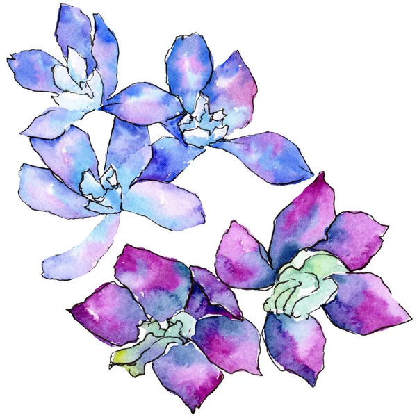 Violette Und Blaue Orchideenblüten Isoliert Auf Weiß Aquarell Hintergrundillustration Handgezeichnete — Stockfoto