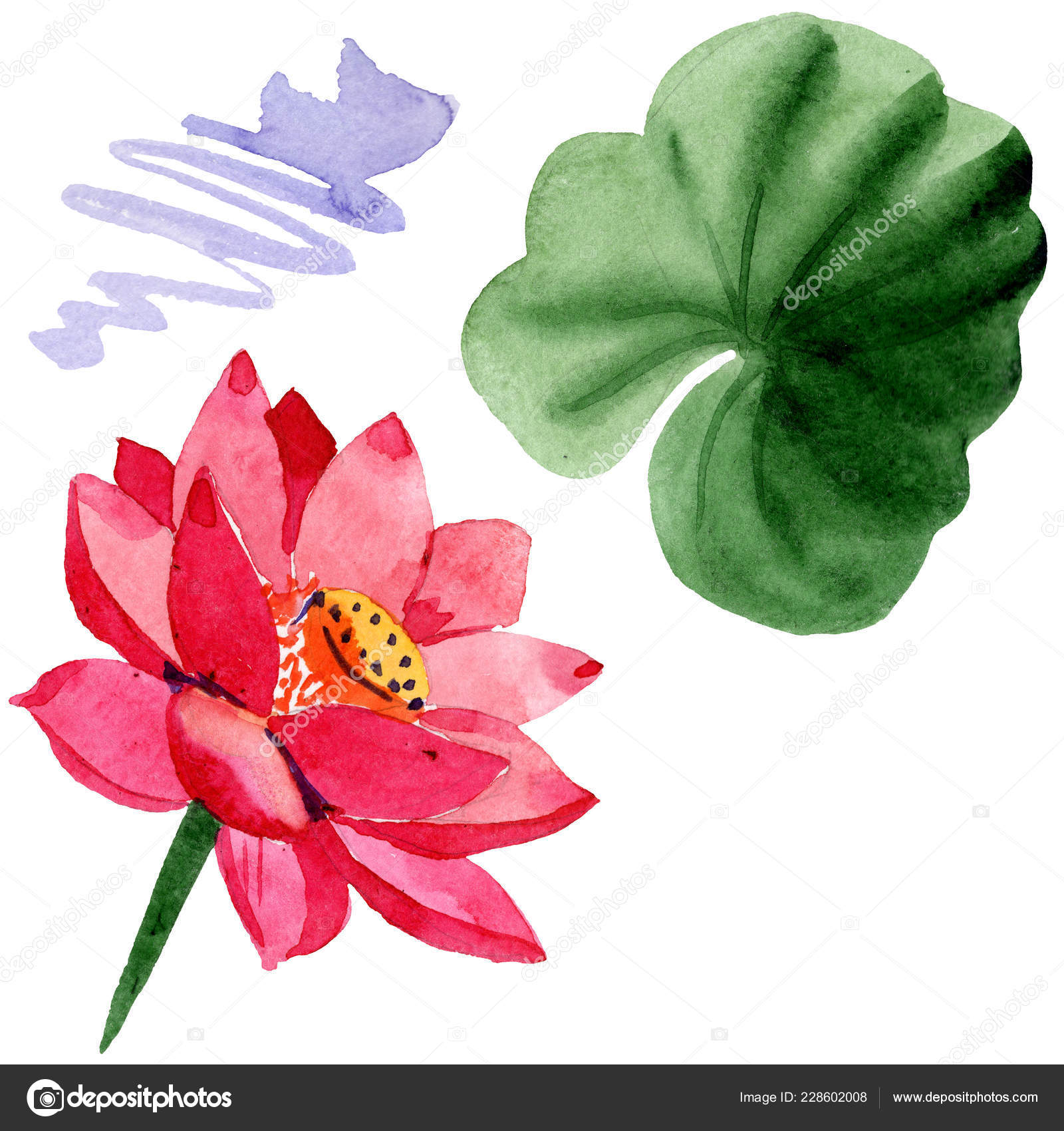 緑葉白で隔離を赤い蓮の花 花植物の花 水彩画背景イラスト 無料のストック写真 C Andreyanush