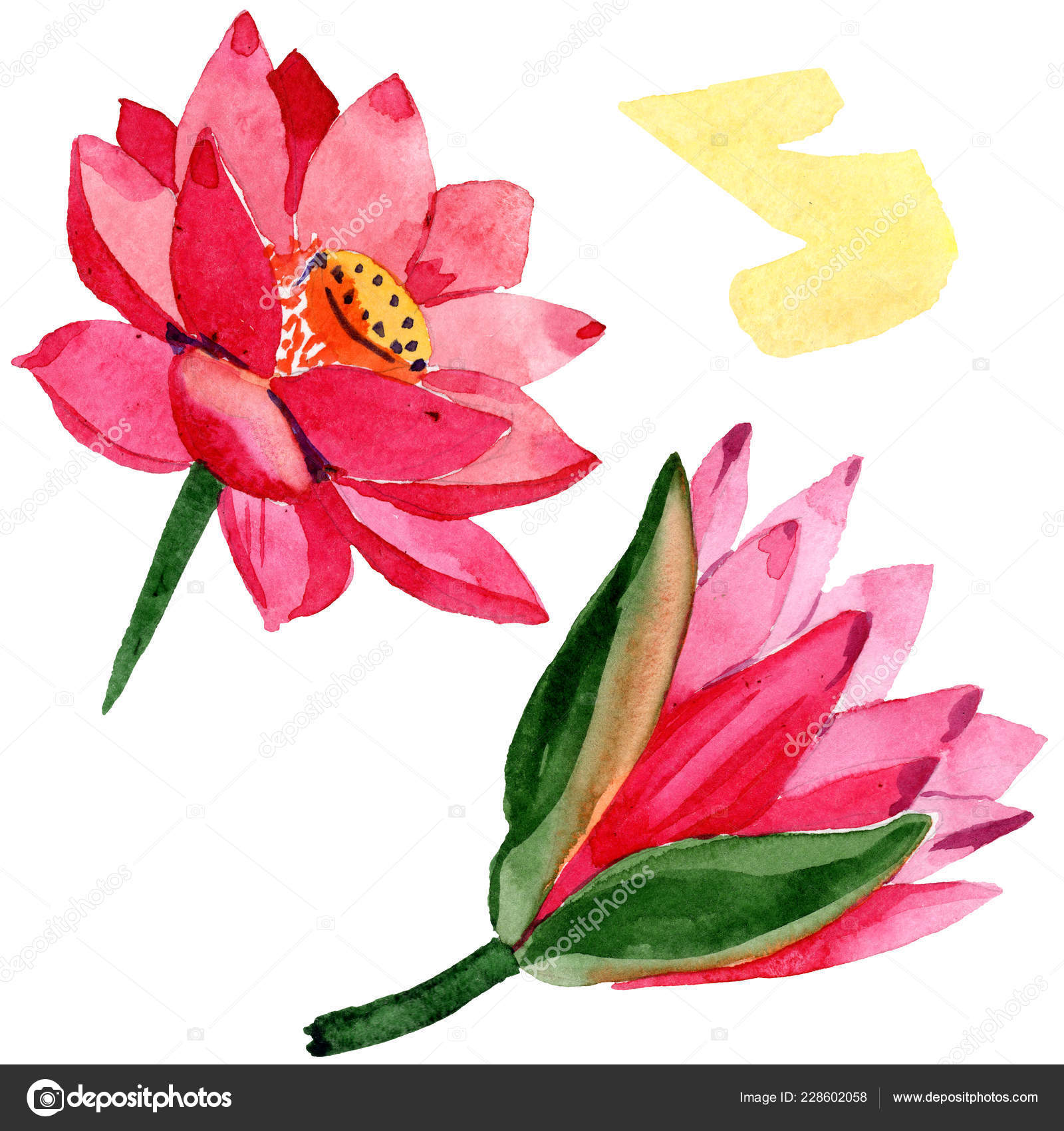 赤い蓮の花 孤立したロータスの花の図要素 水彩画背景イラスト 無料のストック写真 C Andreyanush