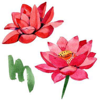 Kırmızı lotus çiçekleri. İzole illüstrasyon öğesi. Suluboya arka plan illüstrasyon. Elle çizilmiş Aquarell içinde.